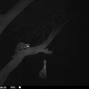 Genet Cat Trail Camera