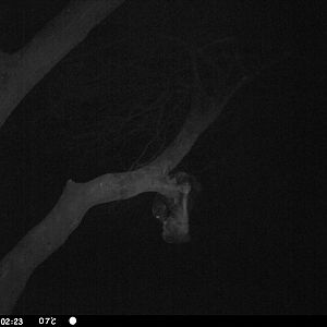 Honey Badger Trail Camera