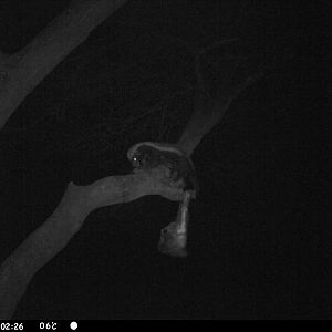 Honey Badger Trail Camera