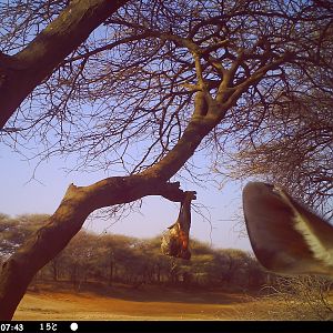 Greater Kudu Trail Camera