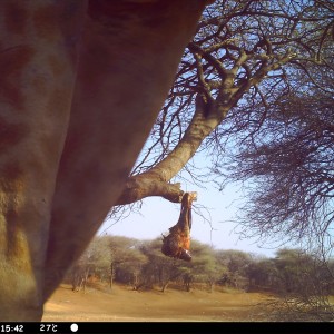 Giraffe Trail Camera