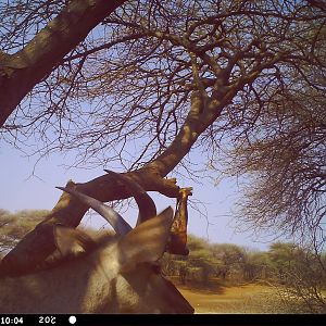 Greater Kudu Trail Camera