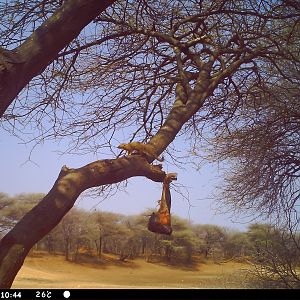 Red Mongoose Trail Camera