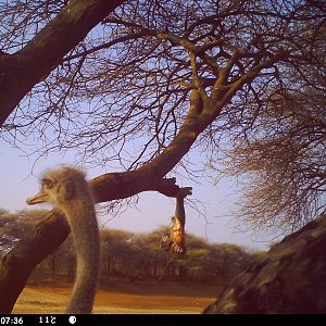 Ostrich Trail Camera