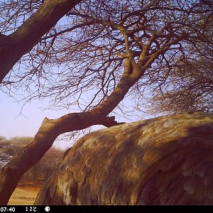 Ostrich  Trail Camera