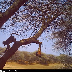 Baboon Trail Camera