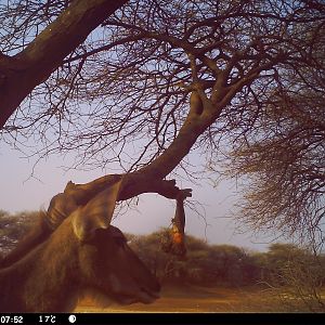 Greater Kudu Trail Camera