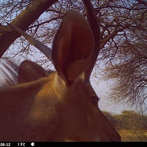 Greater Kudu Trail Camera