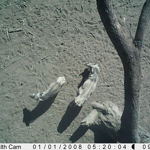 Warthog Trail Camera