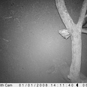 Trail Camera