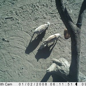 Warthog Trail Camera