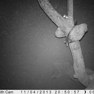 Owl Trail Camera