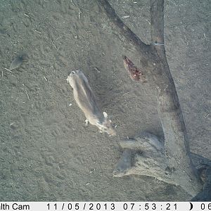 Warthog Trail Camera