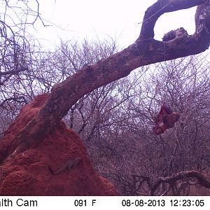 Red Mongoose Trail Camera