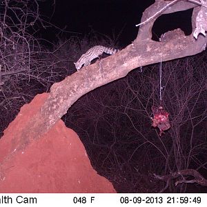 Genet Cat Trail Camera