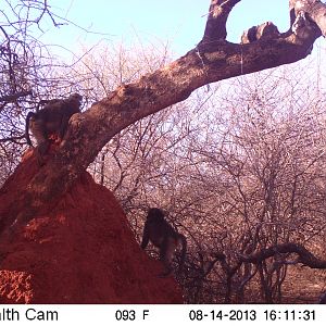 Baboon Trail Camera