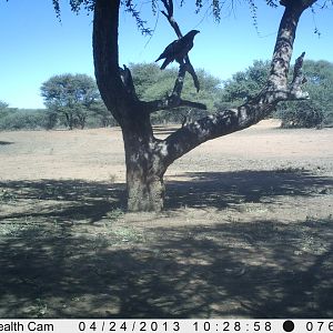 Eagle Trail Camera