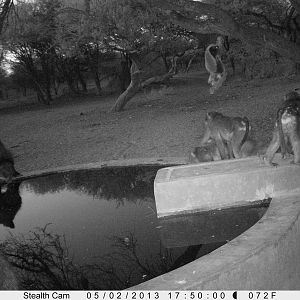 Honey Badger Trail Camera