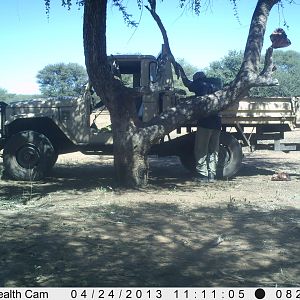 Checking Leopard Bait Trail Camera