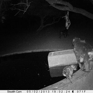 Baboon Trail Camera