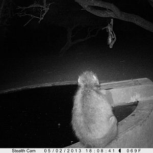 Baboon Trail Camera