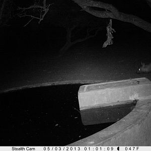 Brown Hyena Trail Camera