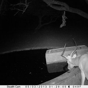 Impala Trail Camera