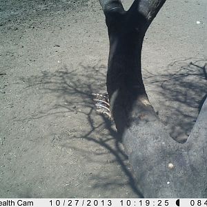 Warthog Trail Camera