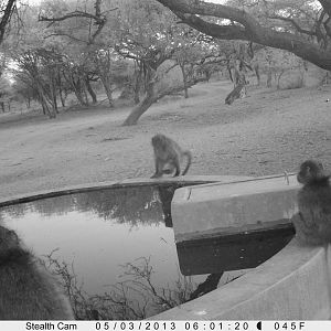 Baboon Trail Camera