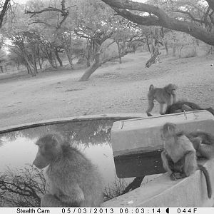 Baboon Trail Camera