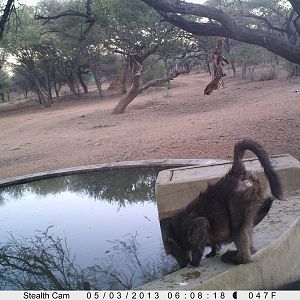 Baboon Trail Camera