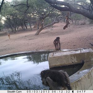 Baboon Trail Camera