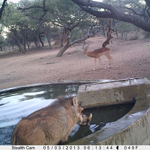 Warthog Trail Camera