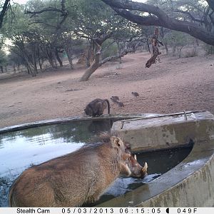 Warthog Trail Camera