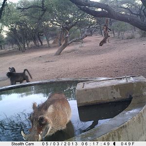 Warthog Trail Camera