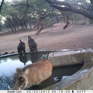 Baboon Trail Camera