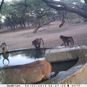 Baboon Trail Camera