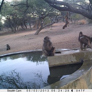 Baboon Trail Camera