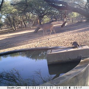 Greater Kudu Trail Camera