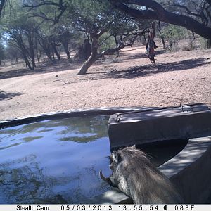 Warthog Trail Camera