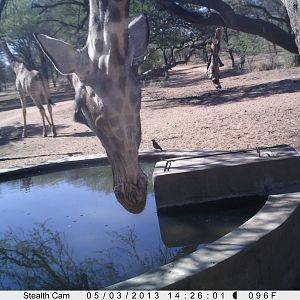 Giraffe Trail Camera