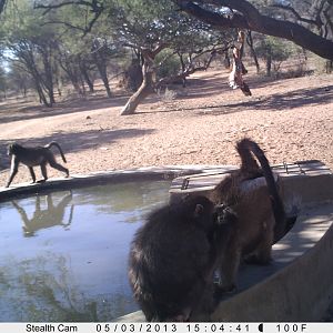 Baboon Trail Camera