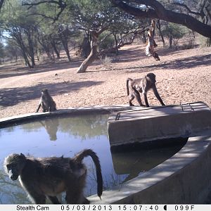 Baboon Trail Camera