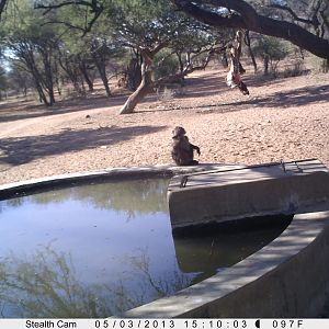 Baboon Trail Camera