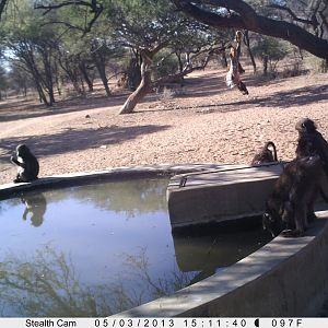 Baboon Trail Camera