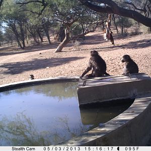 Baboon Trail Camera