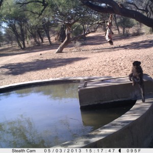 Baboon Trail Camera