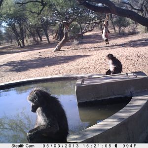 Baboon Trail Camera