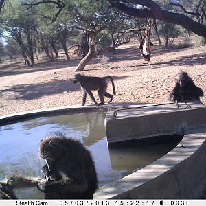 Baboon Trail Camera