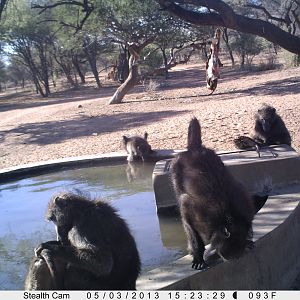 Baboon Trail Camera